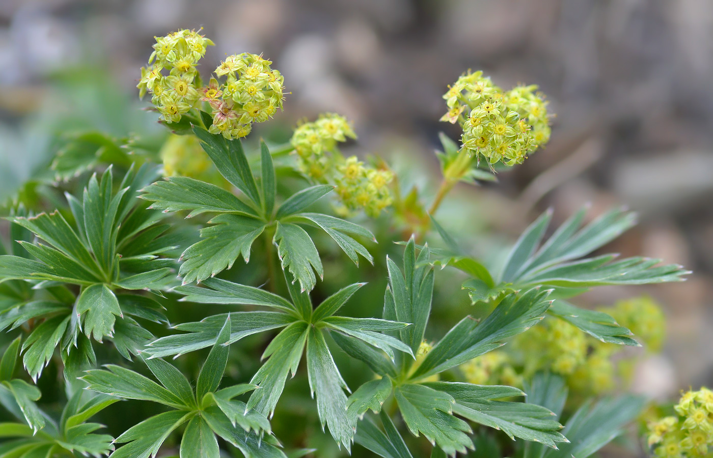 Image of Alchemilla sericea specimen.