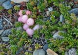 Gaultheria antarctica. Плодоносящее растение. Аргентина, пров. Санта-Круз, нац. парк «Лос-Гласьярес», долина р. de las Vueltas выше г. Эль Чалтен, галечник по берегу. 14.03.2014.