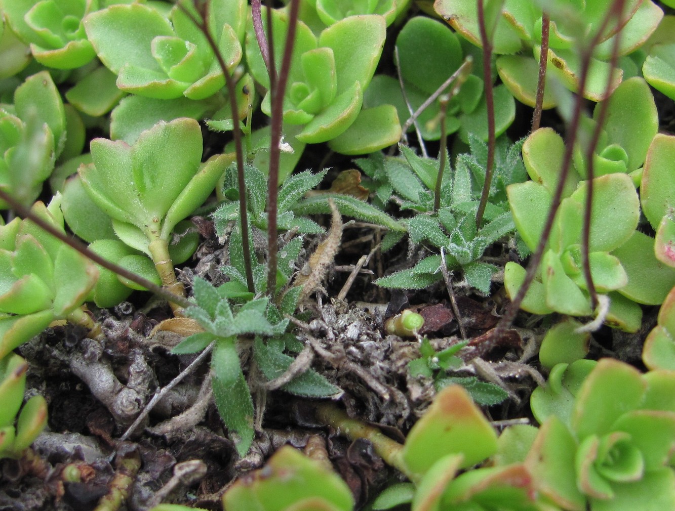 Image of genus Draba specimen.