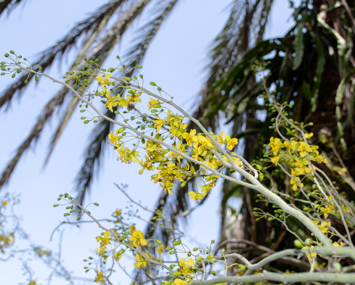 Изображение особи Parkinsonia florida.