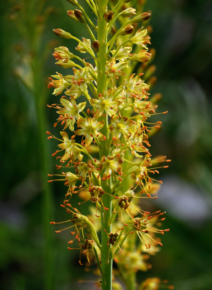 Image of Eremurus fuscus specimen.