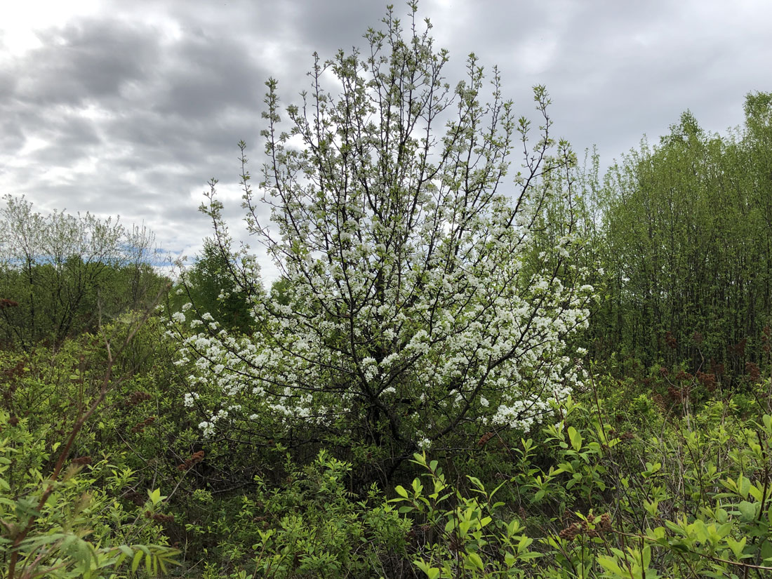 Image of Pyrus ussuriensis specimen.