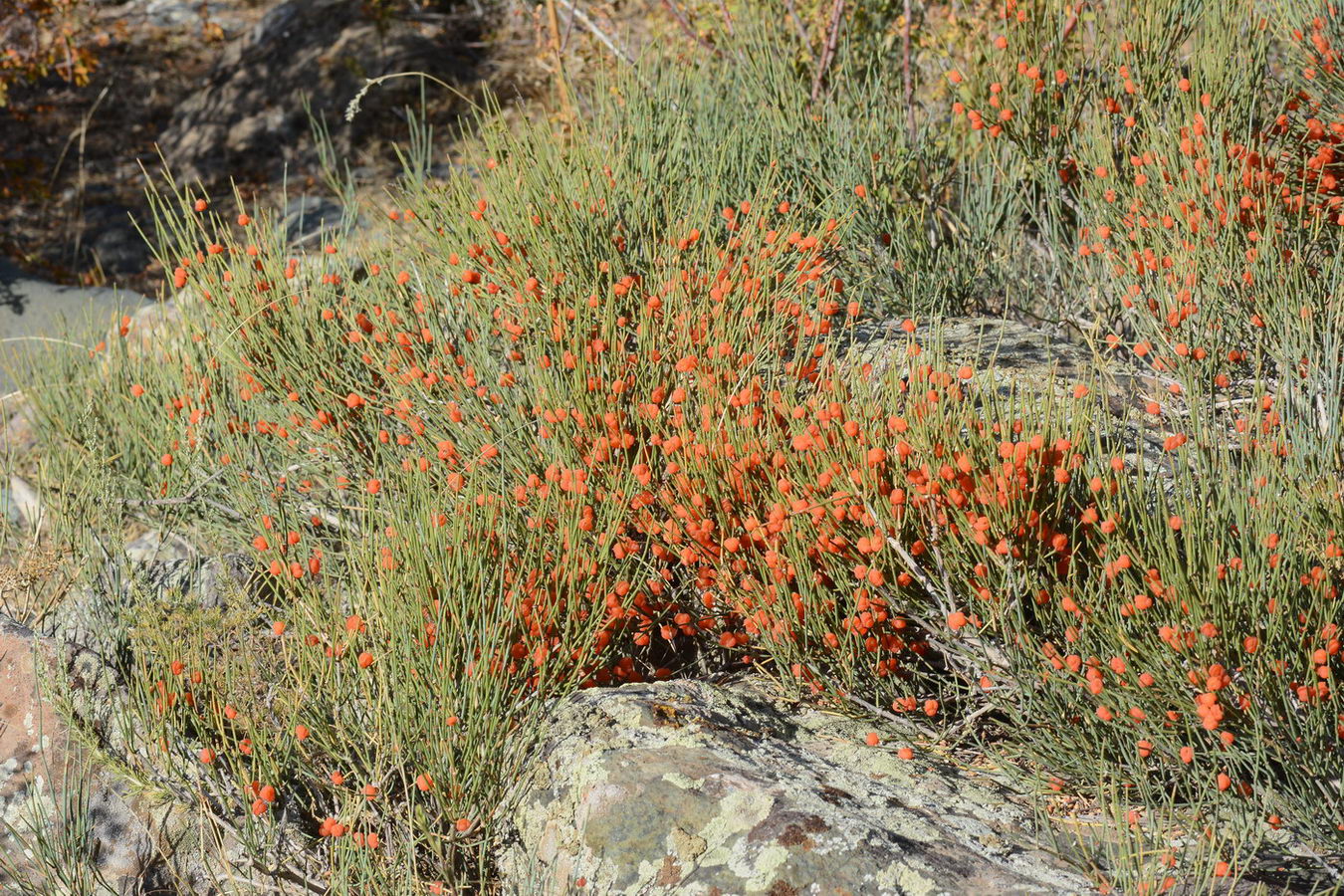 Image of Ephedra intermedia specimen.