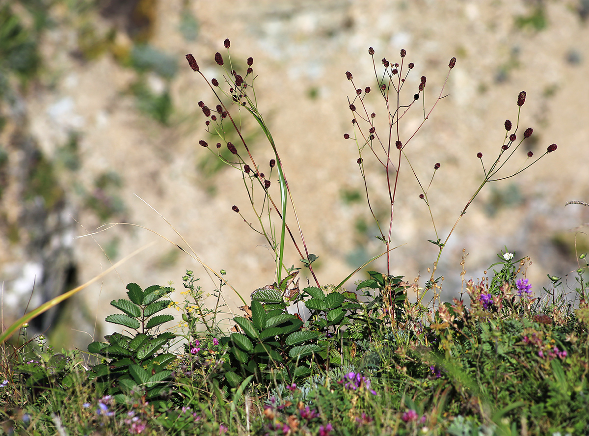 Изображение особи Sanguisorba officinalis.