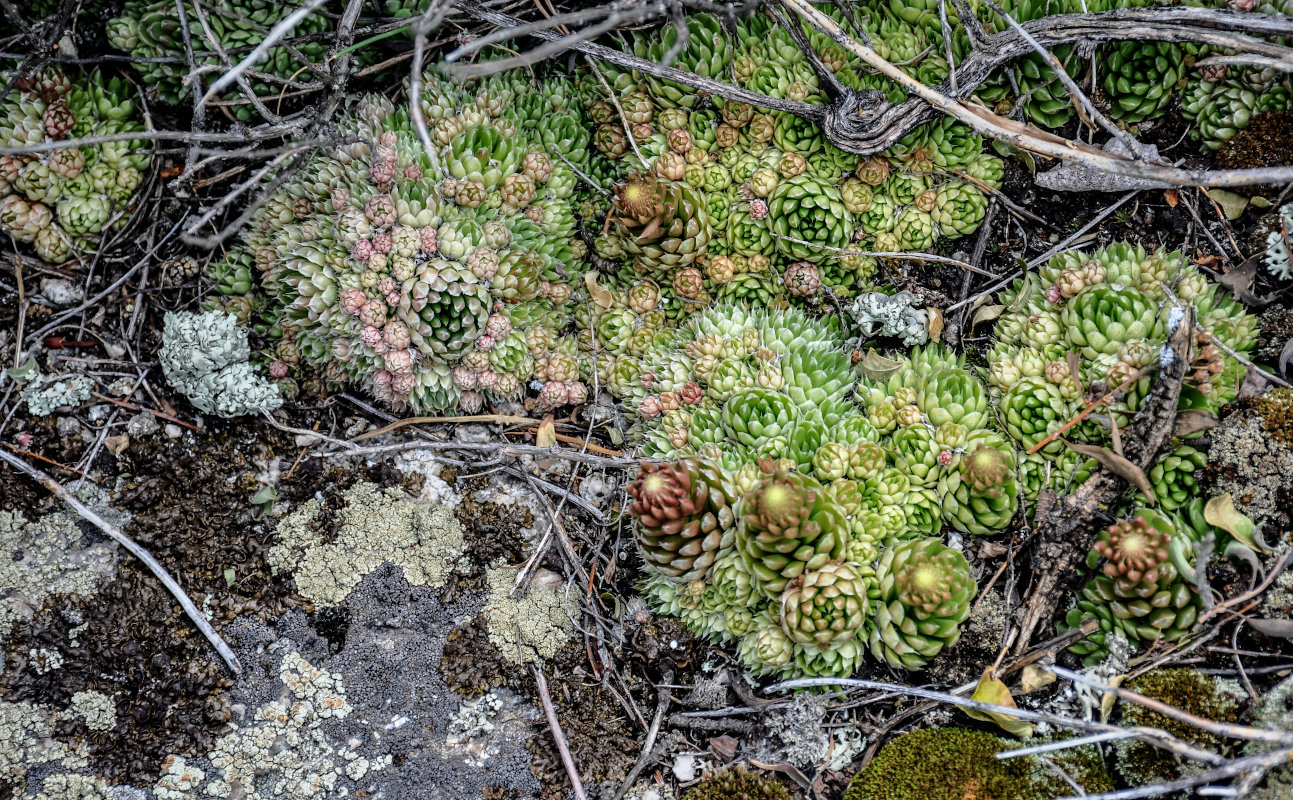 Изображение особи Orostachys spinosa.