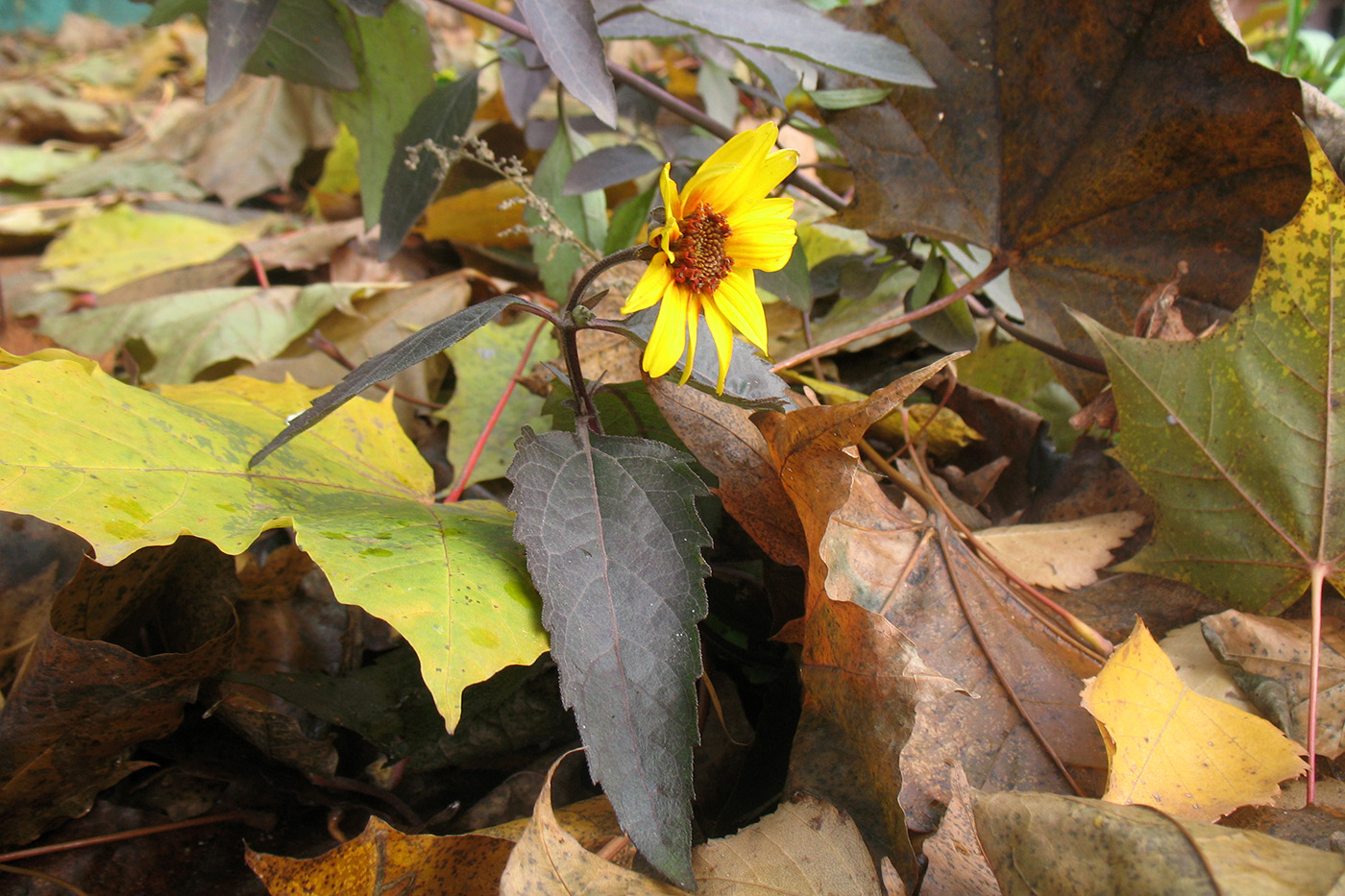 Изображение особи Heliopsis helianthoides.