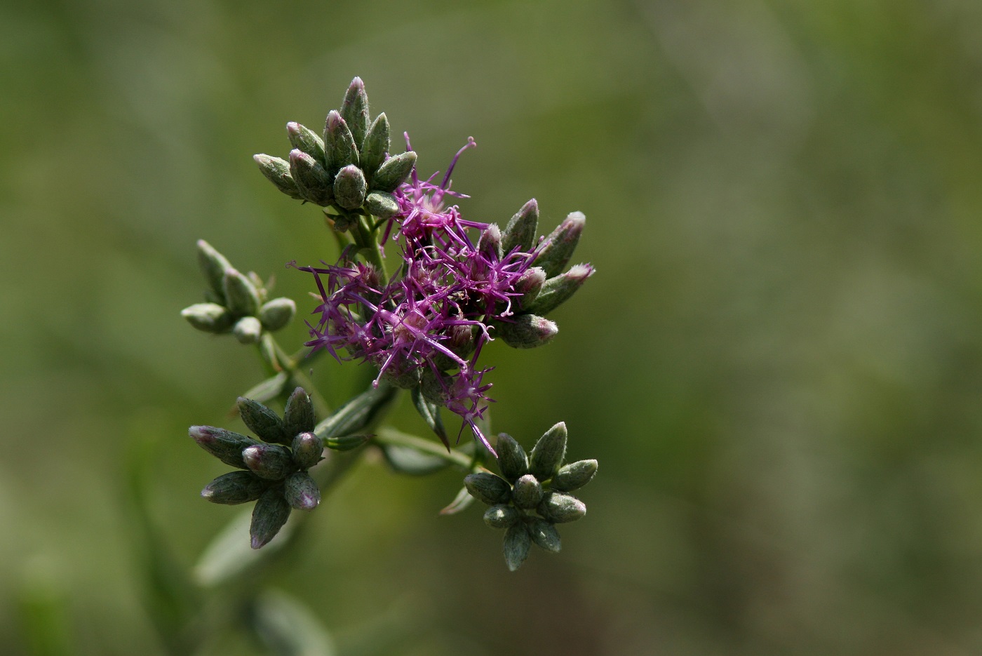 Изображение особи Saussurea elegans.