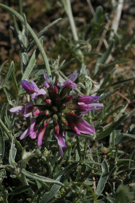 Изображение особи род Astragalus.