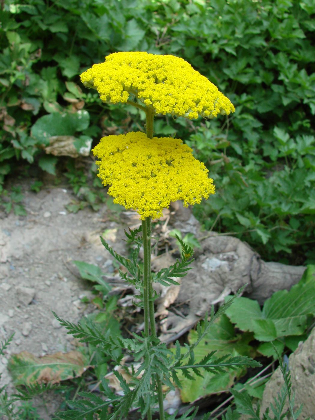 Image of Achillea filipendulina specimen.