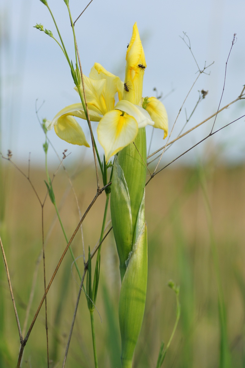 Изображение особи Iris halophila.