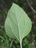 Helianthus annuus