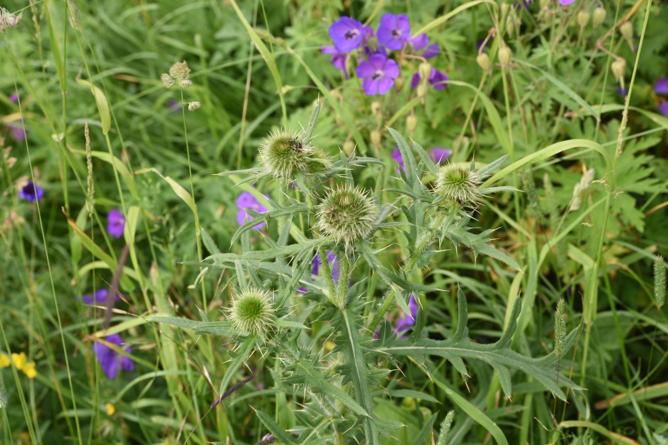 Изображение особи род Cirsium.