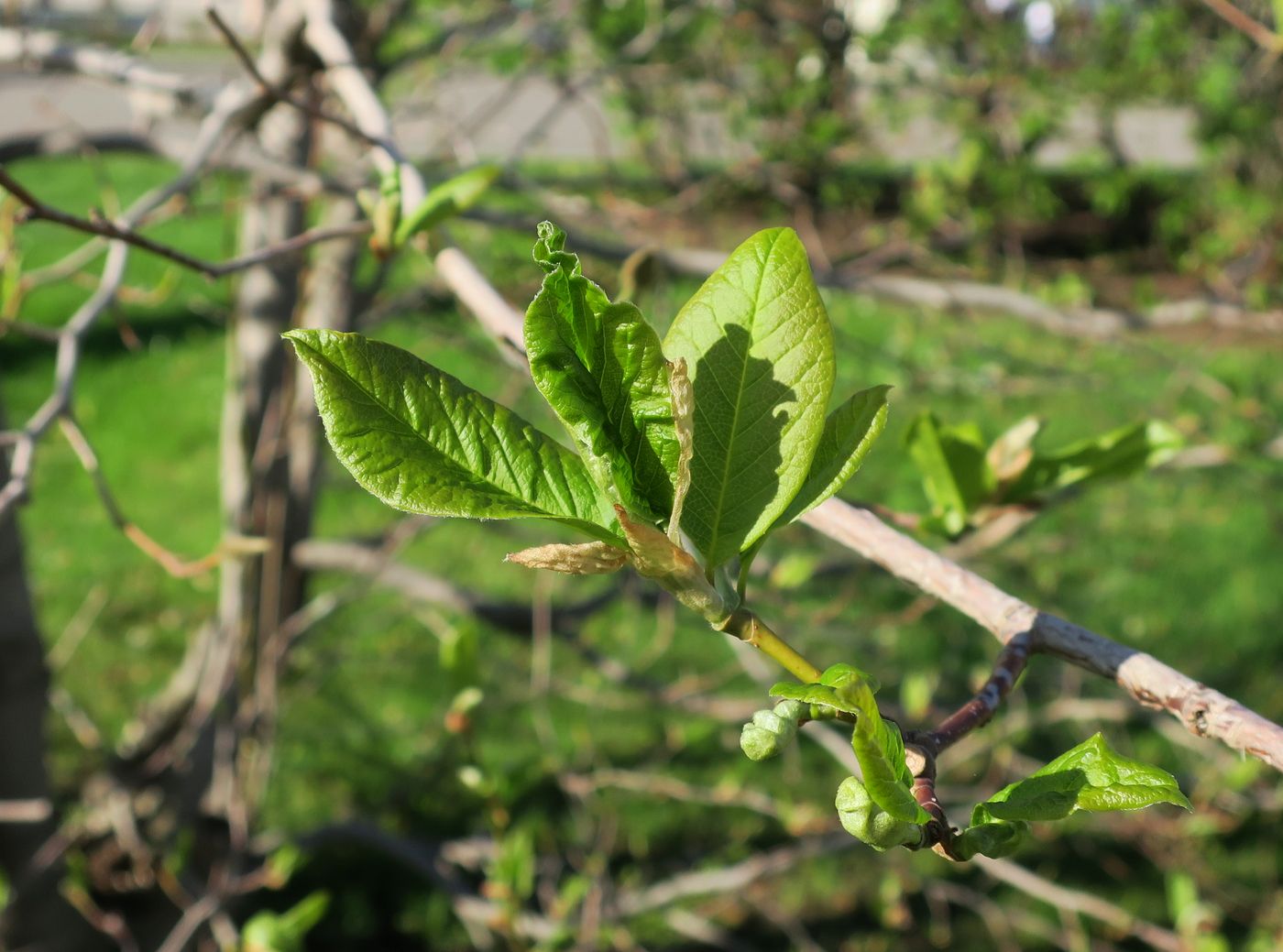 Image of Magnolia kobus specimen.