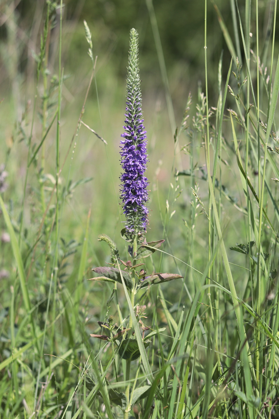 Image of Veronica steppacea specimen.