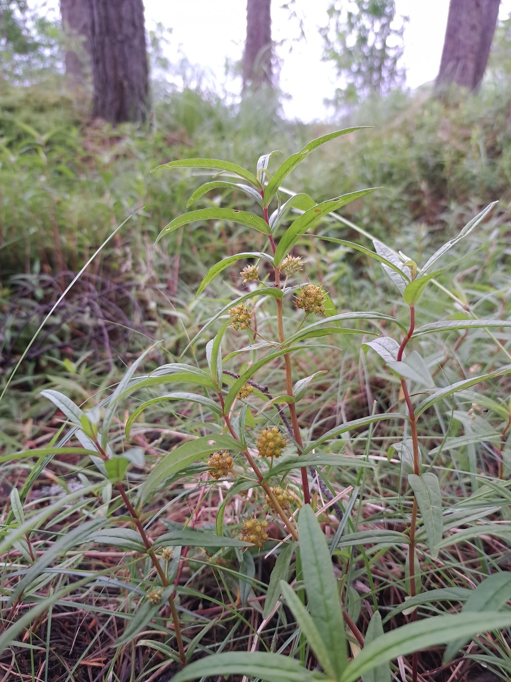 Image of Naumburgia thyrsiflora specimen.