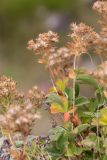 Potentilla brachypetala. Верхушки побегов с соплодиями. Кабардино-Балкария, Эльбрусский р-н, пик Терскол, ≈ 2600 м н.у.м., на скале. 22.08.2023.