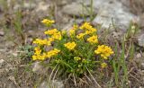 Draba hispida