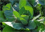 Brassica oleracea variety capitata