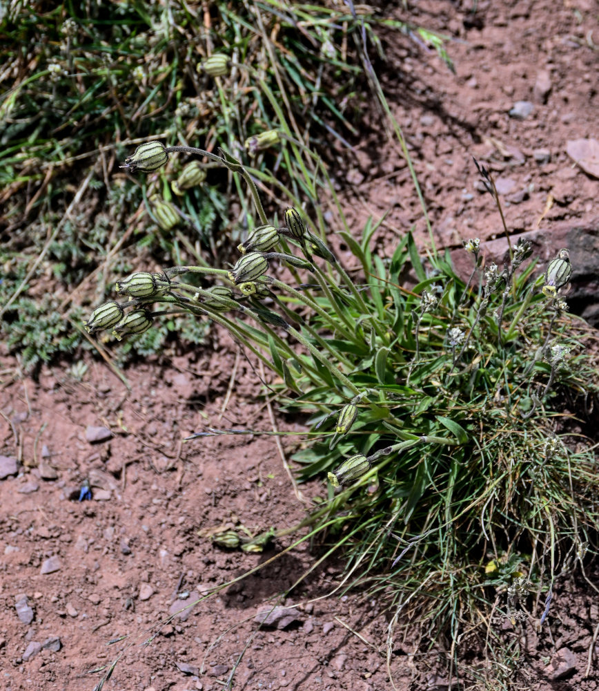 Image of Gastrolychnis gonosperma specimen.