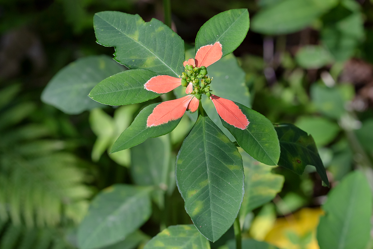 Image of Euphorbia heterophylla specimen.