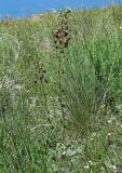 Verbascum phoeniceum