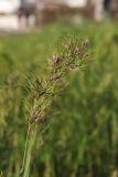 Poa bulbosa subspecies vivipara. Колос с прорастающими луковичками. Крым, Севастополь, газон. 18.03.2024.