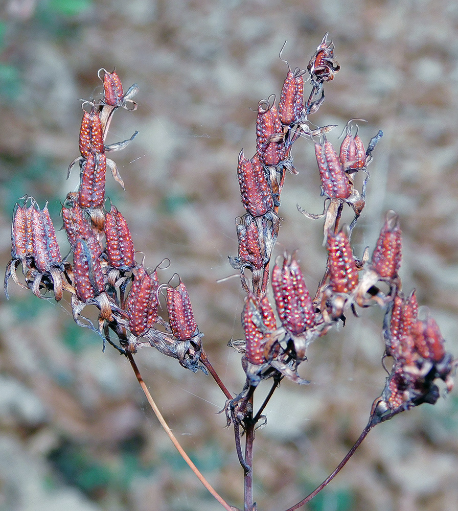 Image of Hypericum maleevii specimen.