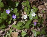 Hepatica nobilis. Цветущие растения (белоцветковая и розовоцветковая формы). Испания, автономное сообщество Каталония, провинция Жирона, комарка Сельва, муниципалитет Сускеда, окр. комплекса «Святой Дом Фар» (Santuari de la Mare de Déu del Far), 1112 м н.у.м, широколиственный лес. 19.04.2024.