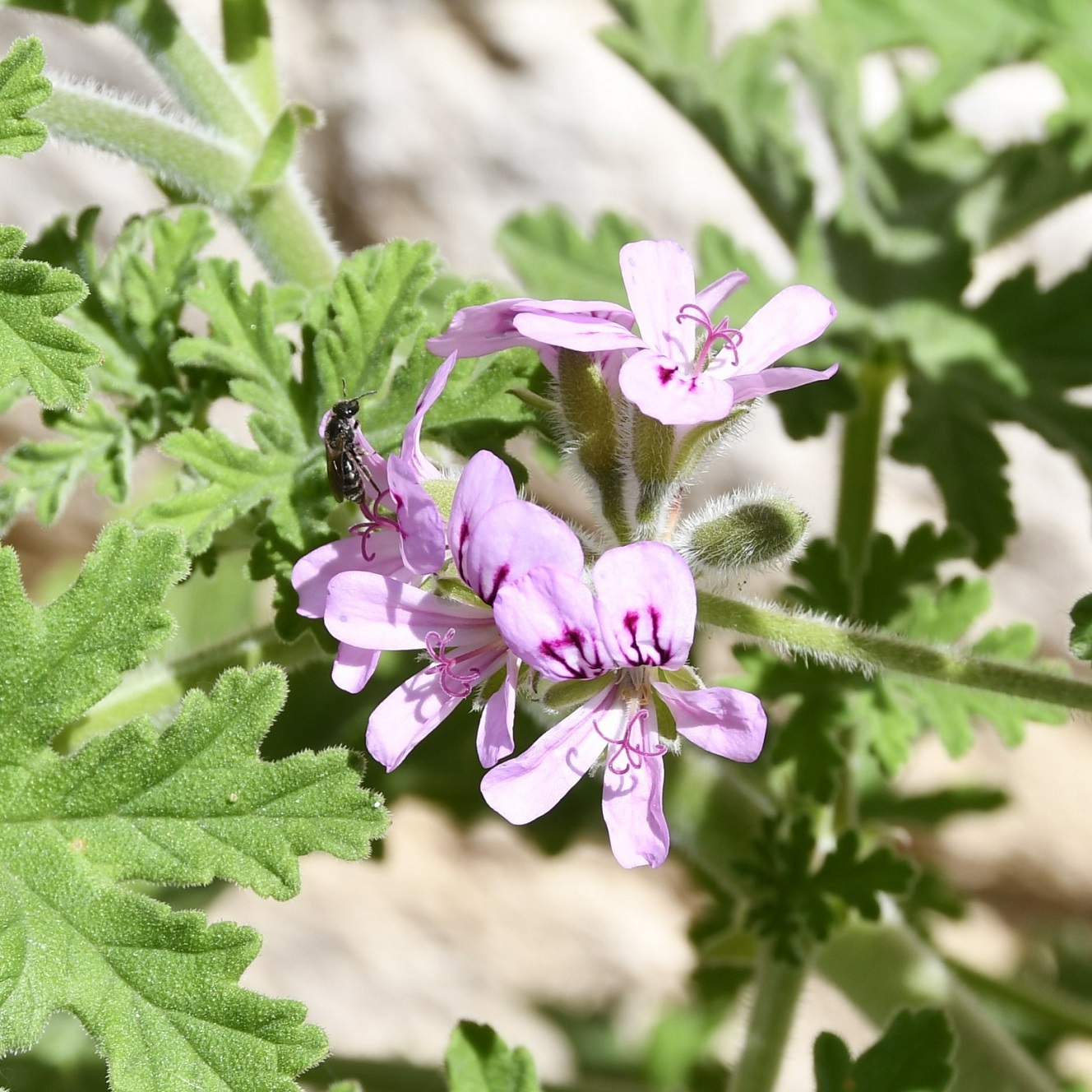 Изображение особи род Pelargonium.