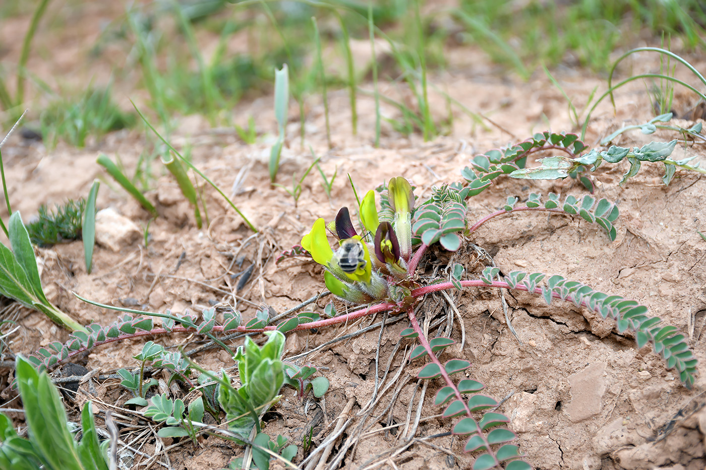 Изображение особи Astragalus substipitatus.