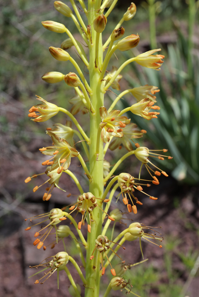 Изображение особи Eremurus fuscus.