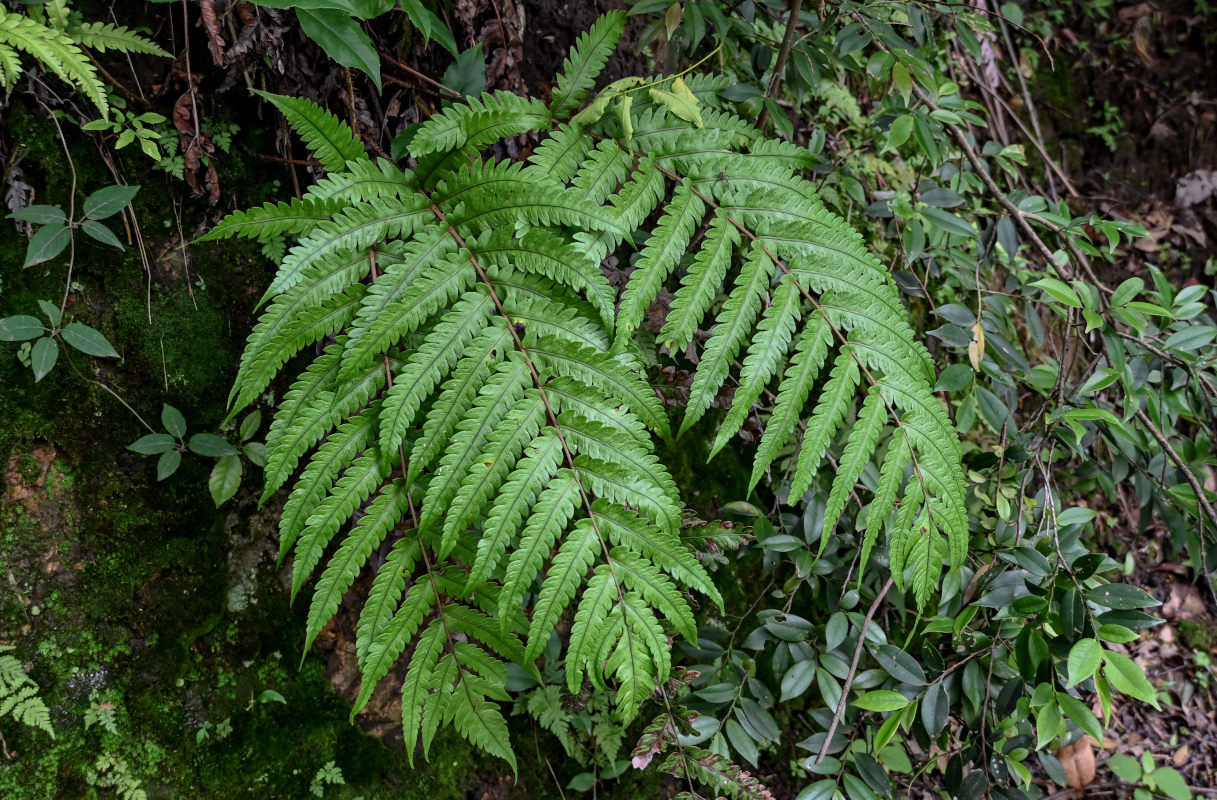 Image of Woodwardia japonica specimen.