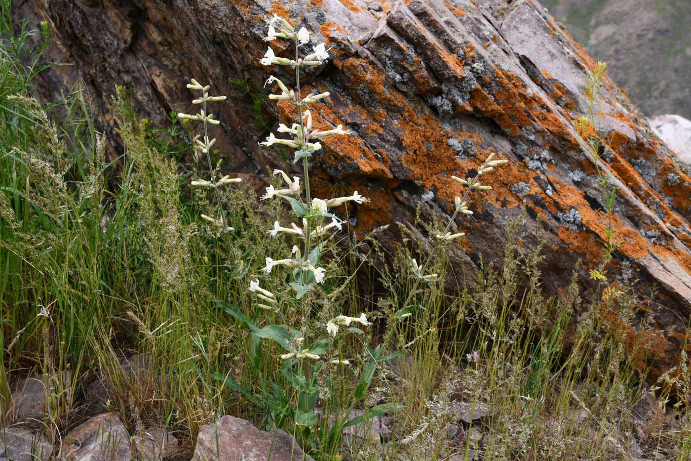 Image of Silene quadriloba specimen.