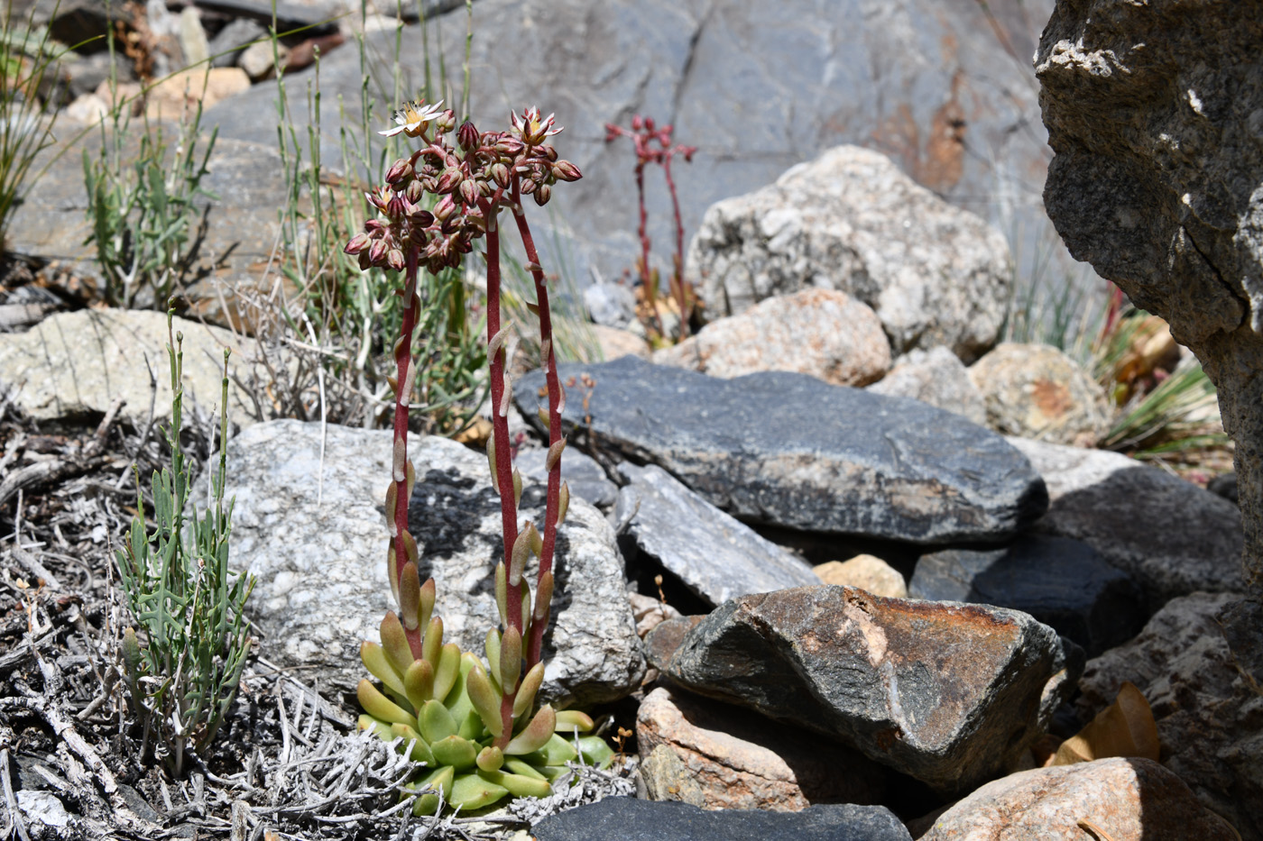 Изображение особи Rosularia alpestris.