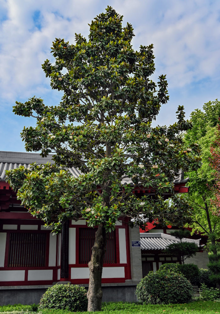 Image of Magnolia grandiflora specimen.