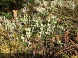 genus Cladonia