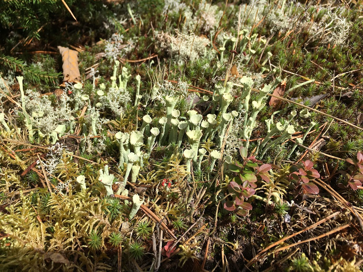 Изображение особи род Cladonia.