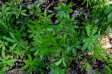 Galium odoratum. Побеги отплодоносивших растений. Оренбургская обл., Кувандыкский гор. округ, заповедник \"Шайтан-Тау\", долина р. Сакмара, смешанный лес. 05.07.2023.