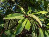 Photinia serratifolia. Верхушка побега. Крым, Южный Берег, подножие горы Аю-Даг, окр. ПГТ Партенит, парк. 24.05.2024.