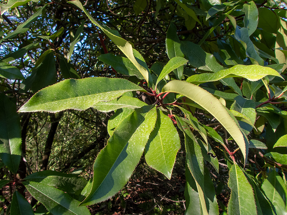 Image of Photinia serratifolia specimen.