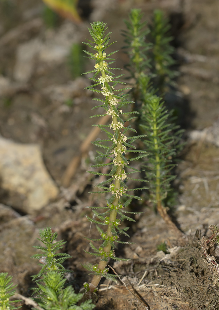 Изображение особи Myriophyllum verticillatum.