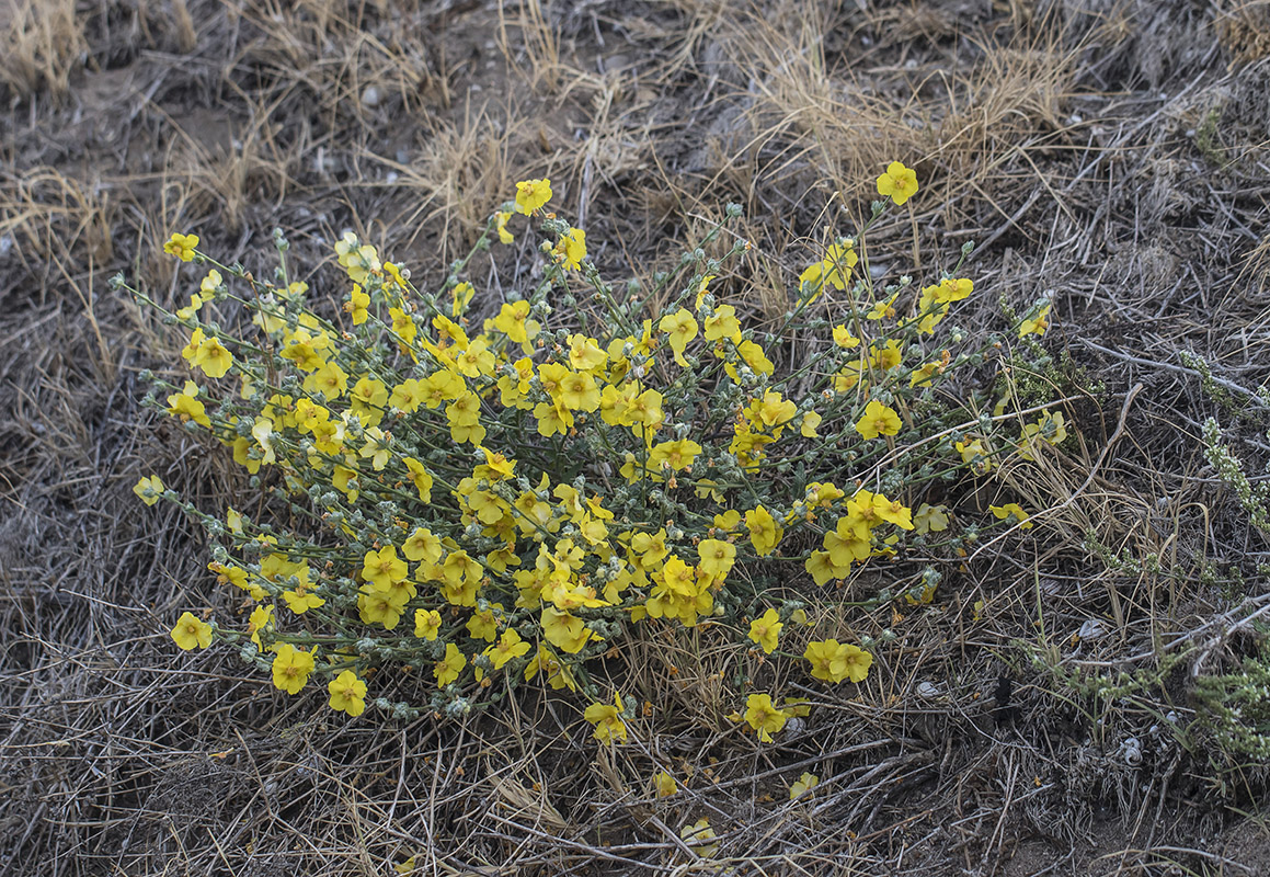 Image of Verbascum pinnatifidum specimen.