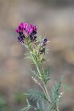 Astragalus cornutus