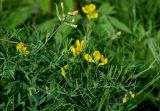 Lathyrus pratensis