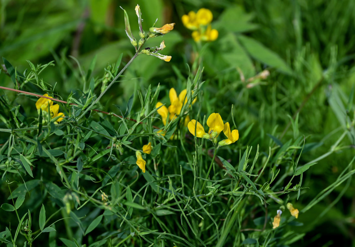 Изображение особи Lathyrus pratensis.