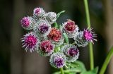 Arctium tomentosum. Соцветия. Вологодская обл., Кирилловский р-н, Ципина гора, опушка смешанного леса. 12.07.2024.