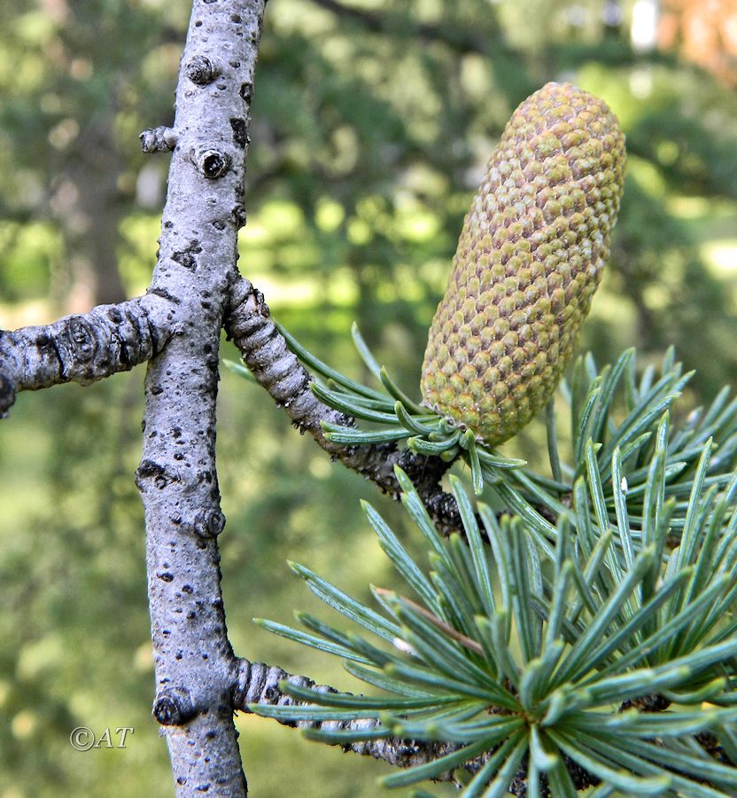 Image of genus Cedrus specimen.