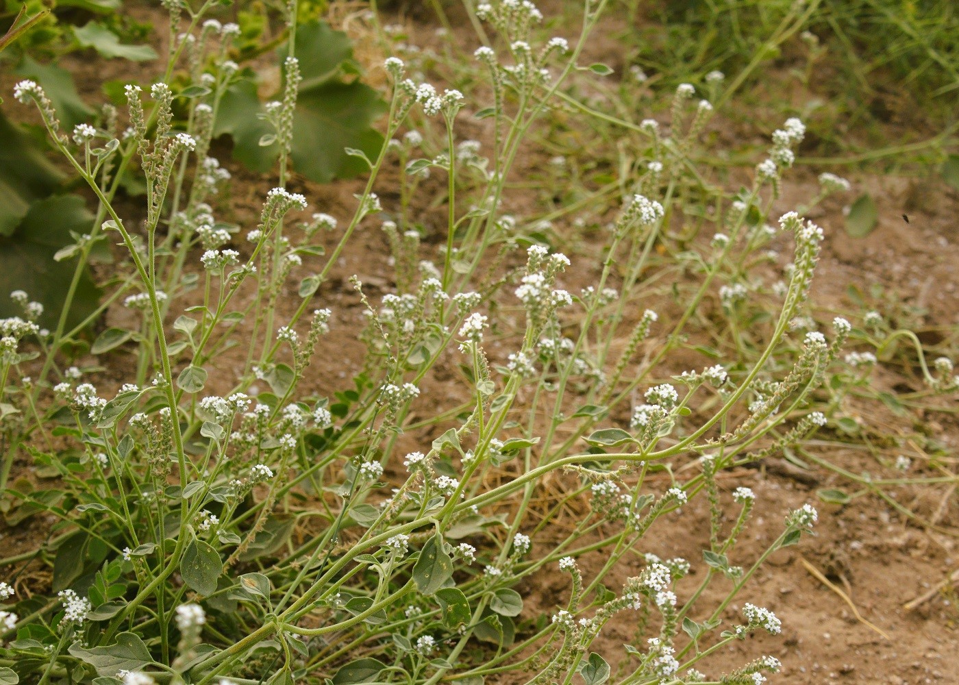 Изображение особи Heliotropium ellipticum.