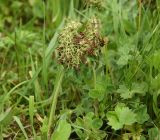 Trifolium canescens. Побеги с соплодиями. Чечня, Шаройский р-н, с. Хакмадой, выс. 1580 м н.у.м., луг. 30 июня 2024 г.