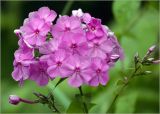 Phlox paniculata. Соцветие. Московская обл., Раменский р-н, окр. дер. Хрипань, садовый участок. 02.08.2024.